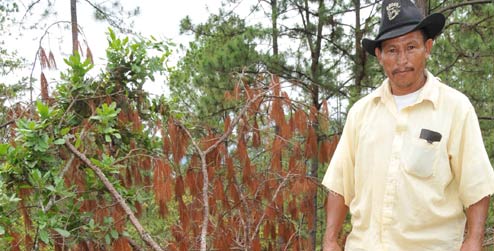 Farmer Alberto Granados pictured in forest in Honduras