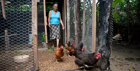 Milagros in her chicken coop