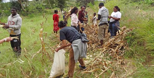 Harvesting maize