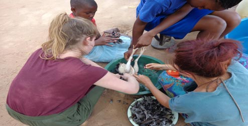 Plucking a chicken